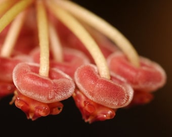 Hoya Bilobata - Live Plant