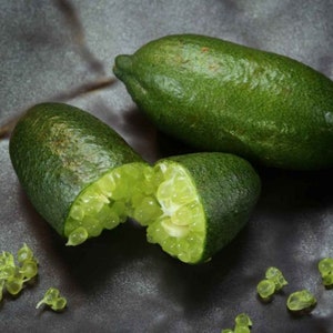 Rare Citrus australasica - finger lime or caviar lime
