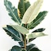 see more listings in the Ficus Tree section