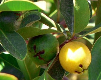 Lemon Guava 'Psidium cattlianum'