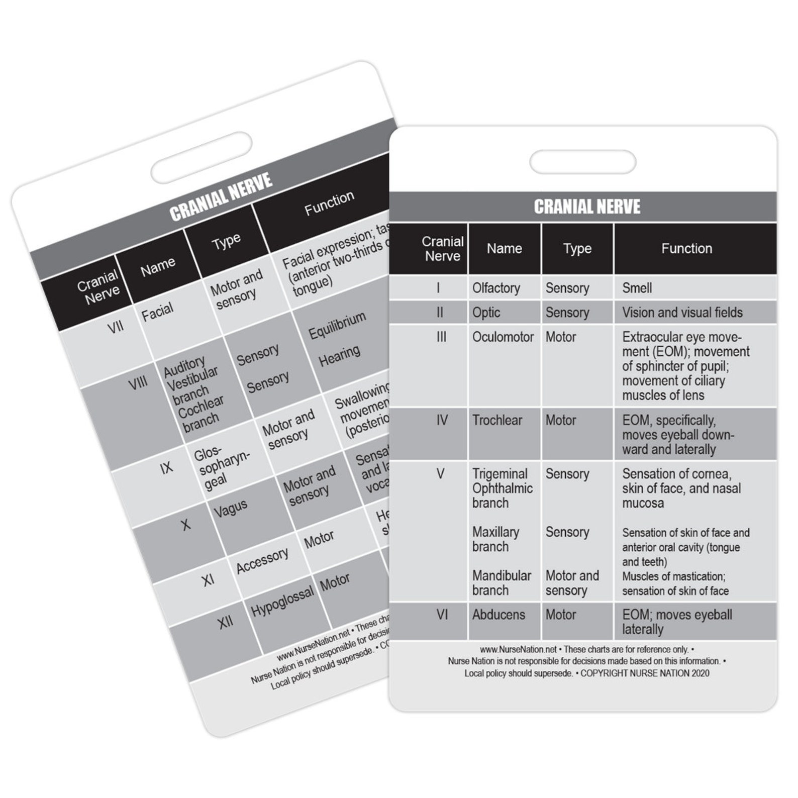Cranial Nerve Chart Reference Vertical Badge Card | Etsy