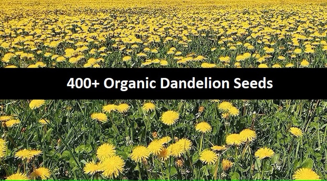 ORGANIC Dandelion Seeds NON GMO 400 - Etsy