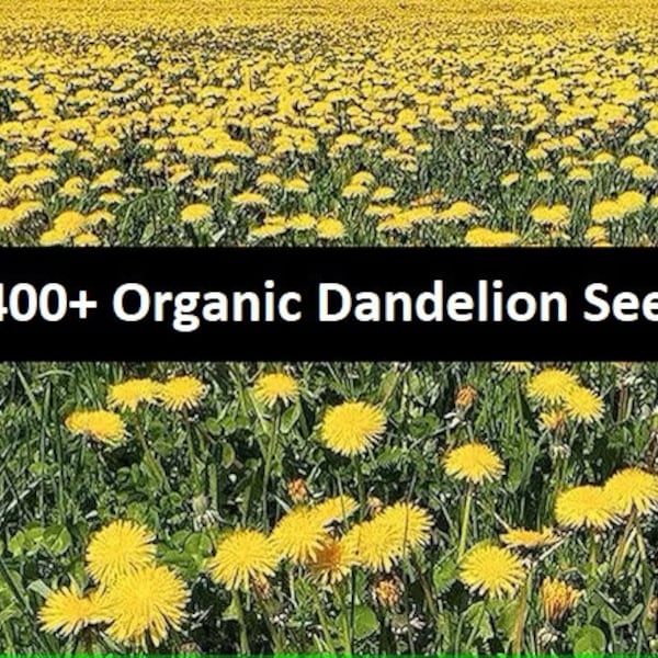 ORGANIC Dandelion Seeds NON GMO 400+