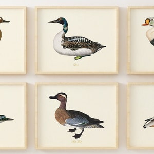 Duck Art - Bird Wall Art - Waterfowl Paintings  - Giclee Wall Art - Vintage Duck Prints - Set of 6 - Unframed