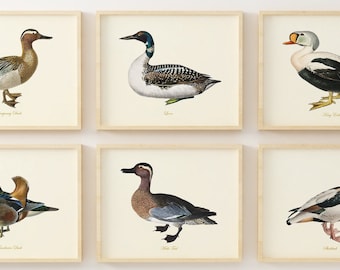 Duck Art - Bird Wall Art - Waterfowl Paintings  - Giclee Wall Art - Vintage Duck Prints - Set of 6 - Unframed