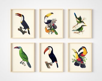Bird Art Prints - Bird Wall Decor - Toucans - Tropical Bird Art -  Vintage Bird Pictures - Toucan Posters - Set of 6 - Unframed