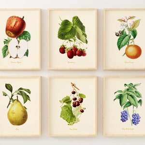 Vintage Fruit Art Prints (Set of 6) - Kitchen Wall Decor  - Botanical Prints - Farmhouse Wall Art - Unframed