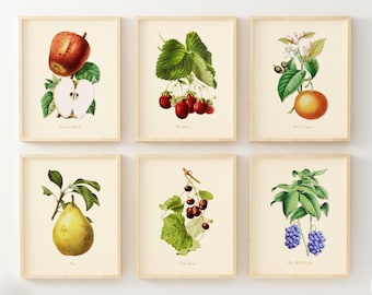 Vintage Fruit Art Prints (Set of 6) - Kitchen Wall Decor  - Botanical Prints - Farmhouse Wall Art - Unframed