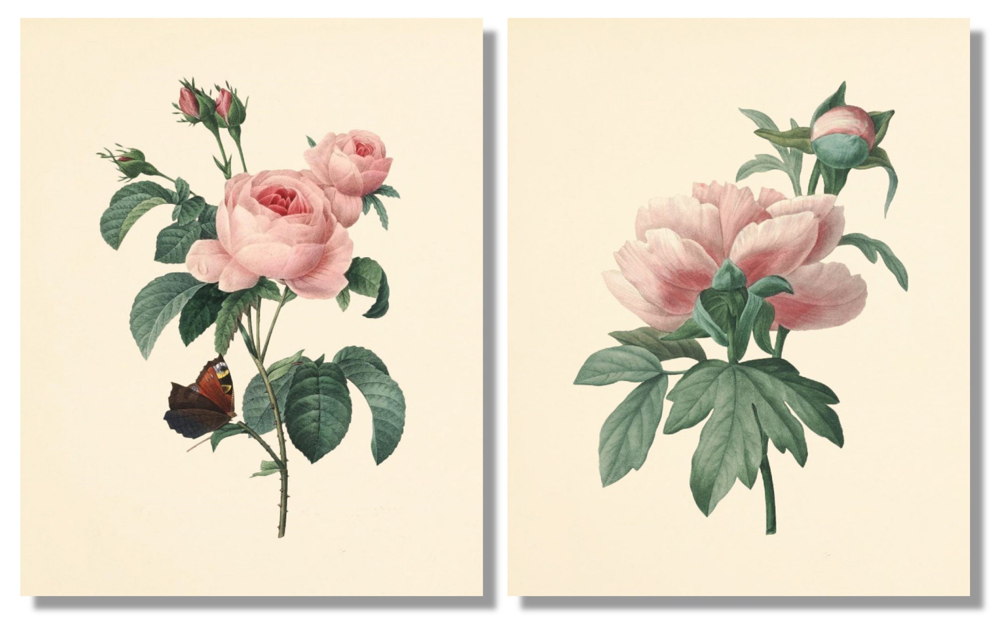 Vintage Pink Roses Wall Art Prints Set of 6 Botanical - Etsy