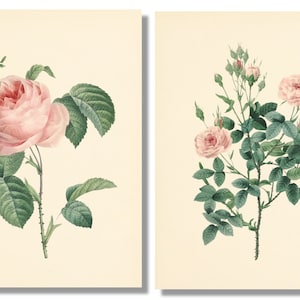 Vintage Pink Roses Wall Art Prints - Set of 6 - Botanical Prints ...