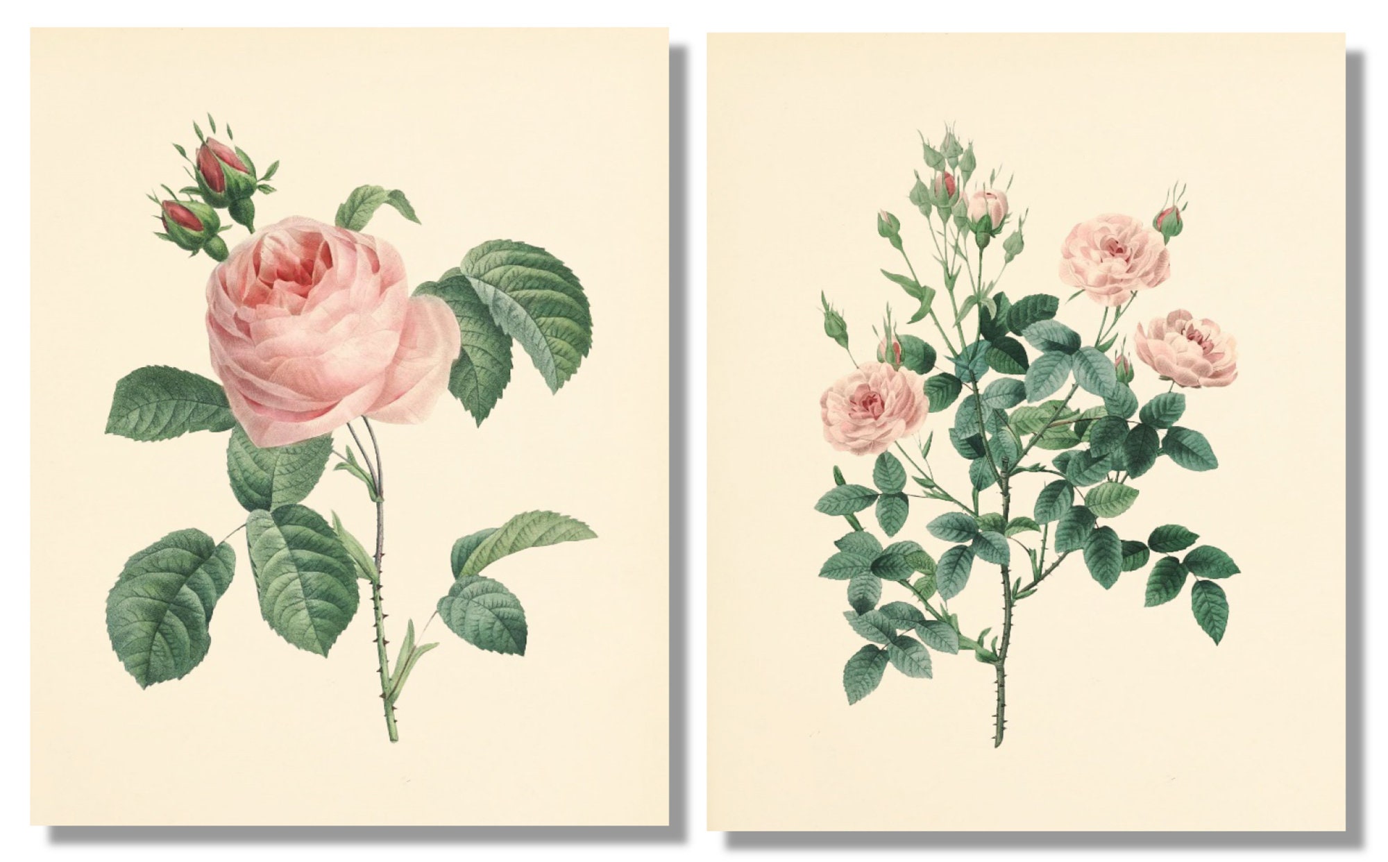 Vintage Pink Roses Wall Art Prints Set of 6 Botanical - Etsy