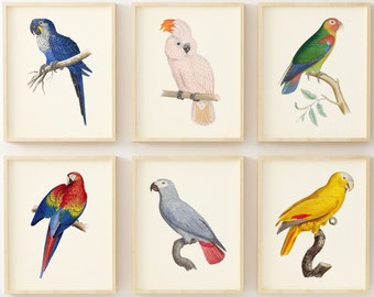 Parrot Art Prints - Set of 6 - Bird Wall Art - Tropical Wall Art - Vintage Wall Art Decor - Unframed