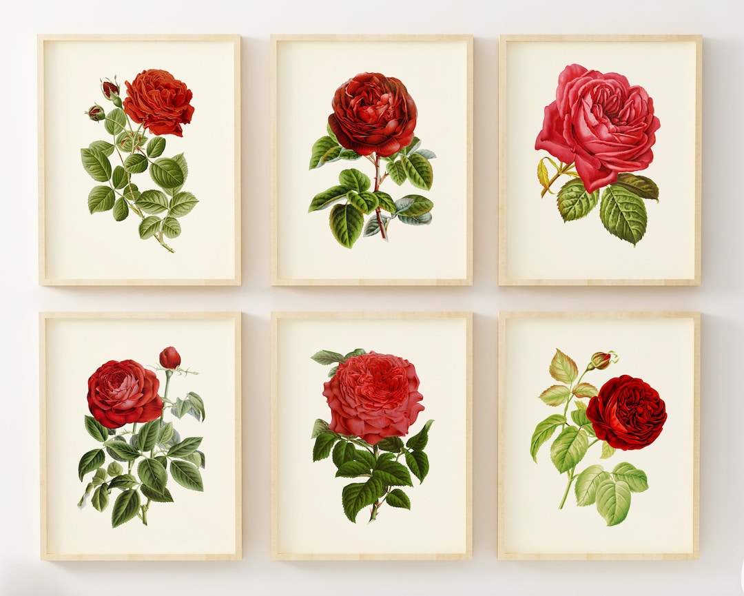 Red Rose Wall Art Botanical Wall Art Set of 6 Vintage Wall Decor