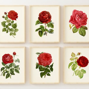 Arte mural de rosas rojas - Arte mural con impresiones botánicas - Juego de 6 - Decoración de pared vintage - Rosa roja - Sin marco
