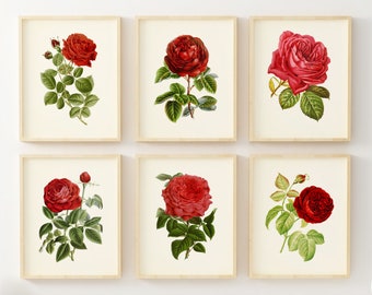 Red Rose Wall Art - Botanical Prints Wall Art - Set of 6 - Vintage Wall Decor - Redoute Rose - Unframed