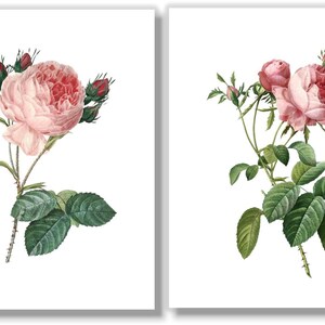 Vintage Pink Roses Wall Art Prints - Botanical Prints - Floral Wall Art ...