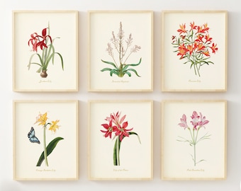 Lily Flower Prints - Botanical Wall Art - Set of 6 - Flower Wall Art - Vintage Decor - Cottage Core Wall Decor - Unframed