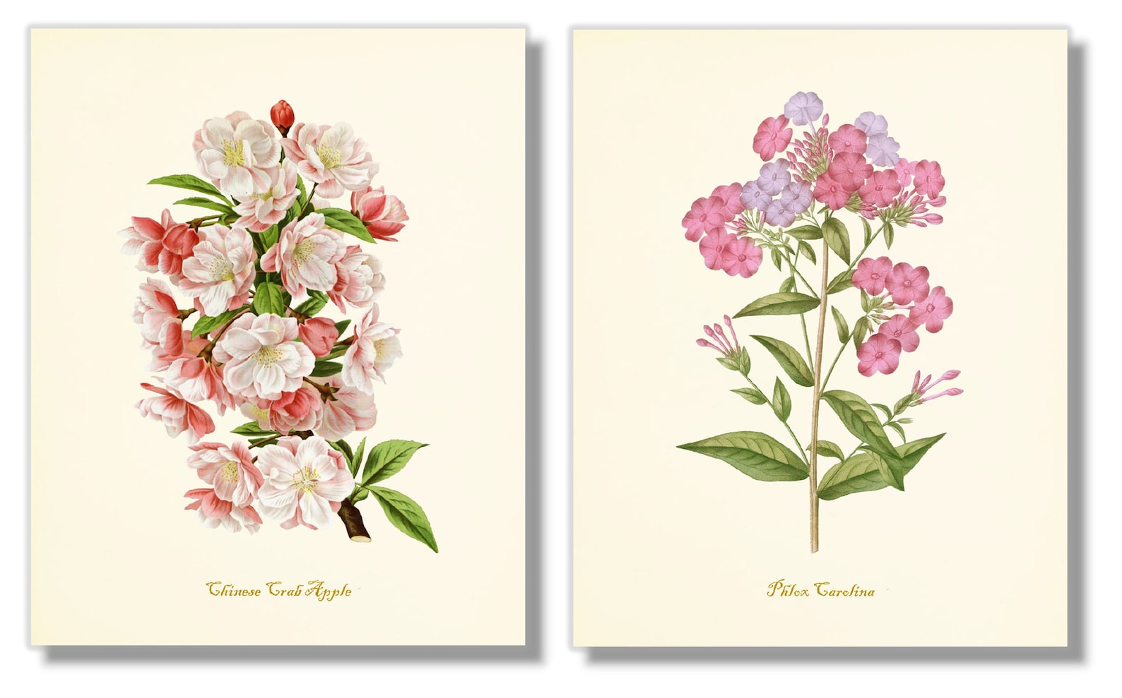 Flower Art Prints Pink Floral Decor Botanical Wall Art Etsy