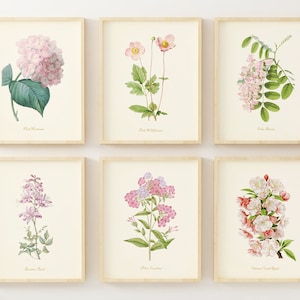 Impresiones de arte floral - Decoración floral rosa - Arte de pared botánico - Juego de 6 - Impresiones botánicas vintage - Sin marco
