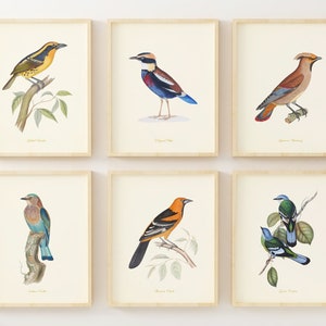 Bird Art - Vintage Bird Art Prints - Bird Wall Decor - Birds of North America - Small Bird Art Prints - Set of 6 - Unframed