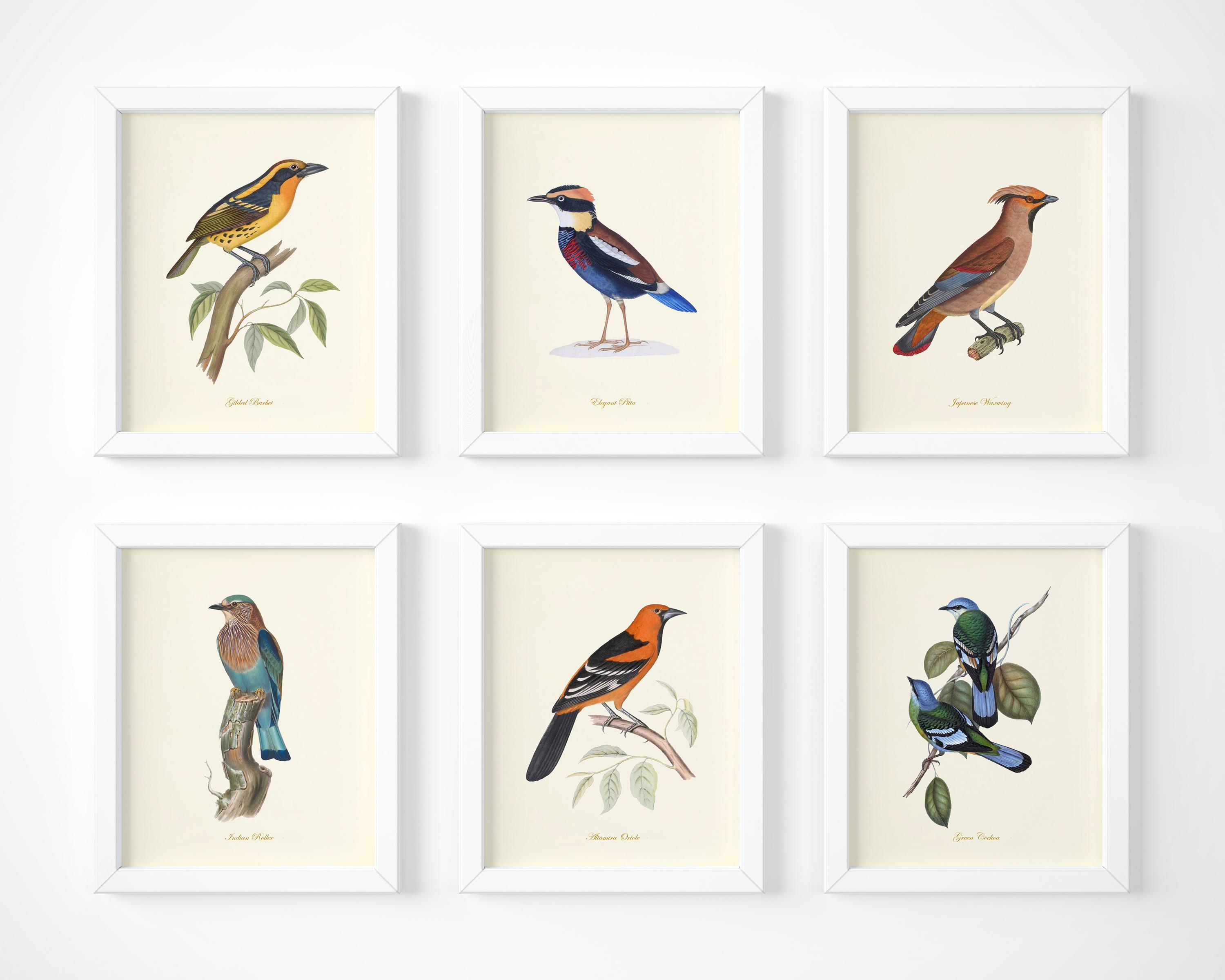 Vintage Bird Prints Wall Art Set of 6 – Audubon Botanical