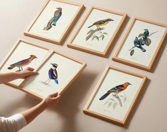Vintage Bird Prints Wall Art Set of 6 – Audubon Botanical Bird