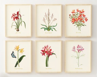 Lily Flower Wall Art - Set of 6 - Vintage Floral Decor - Botanical Prints - Lilies Cottage Core Pictures - Unframed