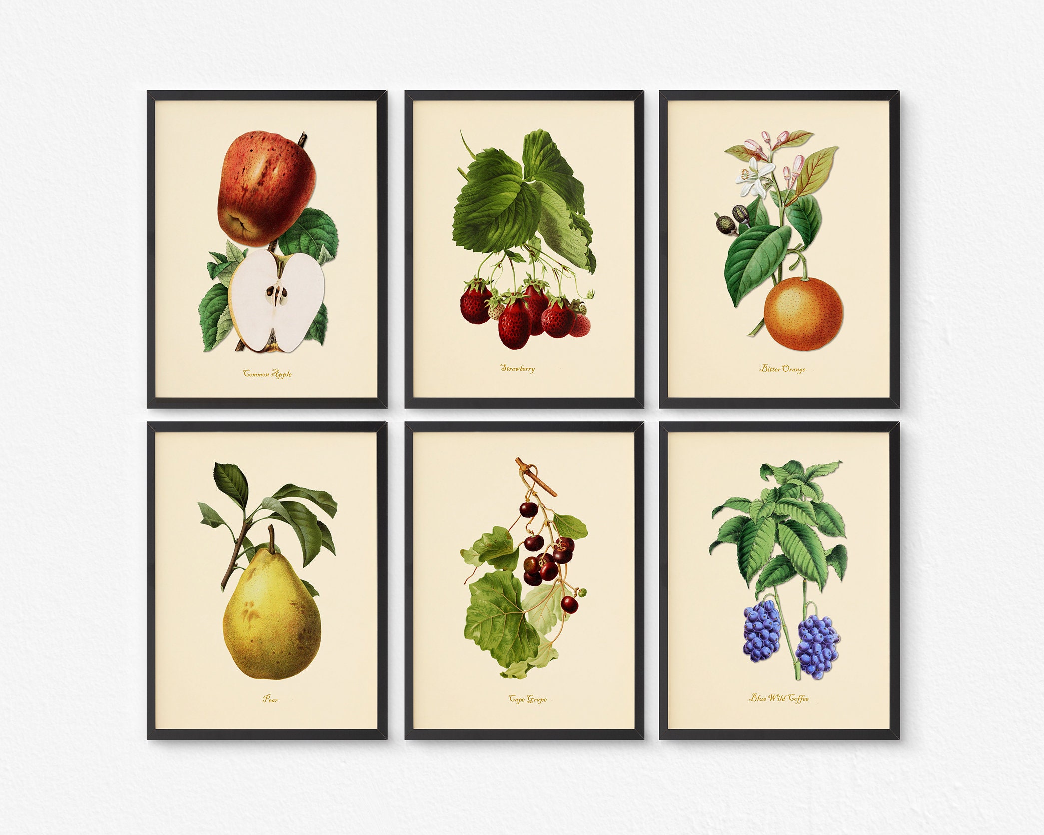 Vintage Fruit Art Prints set of 6 Kitchen Wall Decor Etsy