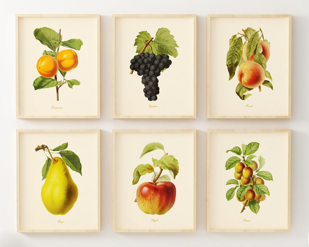 Vintage Fruit Art Prints Set of 6 Kitchen Wall Art Decor Botanical Fruit Prints Unframed Etsy