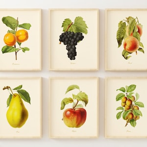 Vintage Fruit Art Prints - Set of 6 - Kitchen Wall Art Decor - Botanical Fruit Prints - Unframed