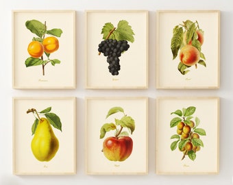 Vintage Fruit Art Prints - Set of 6 - Kitchen Wall Art Decor - Botanical Fruit Prints - Unframed