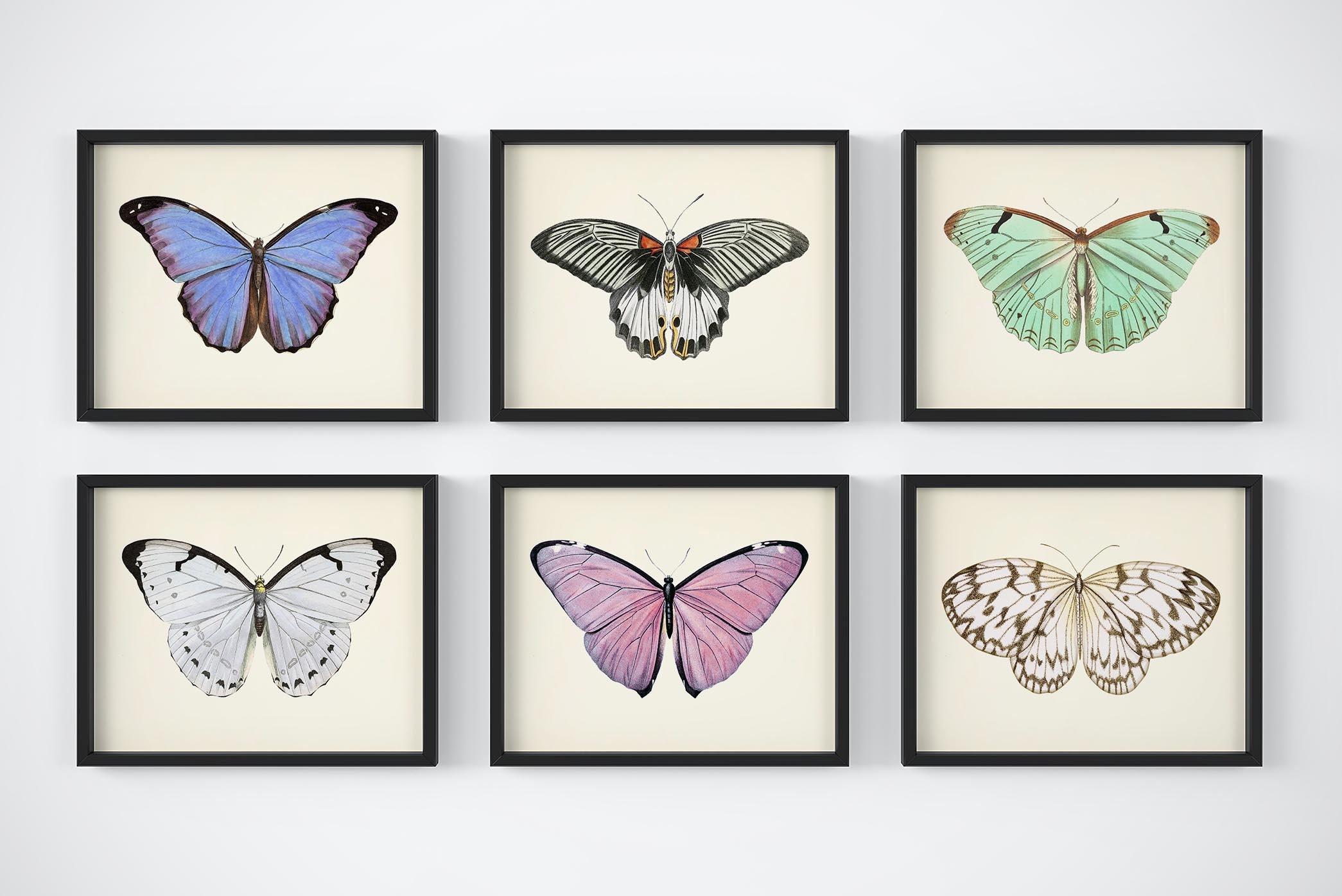 Butterfly Wall Art Vintage Butterflies Decor Butterfly Art Etsy