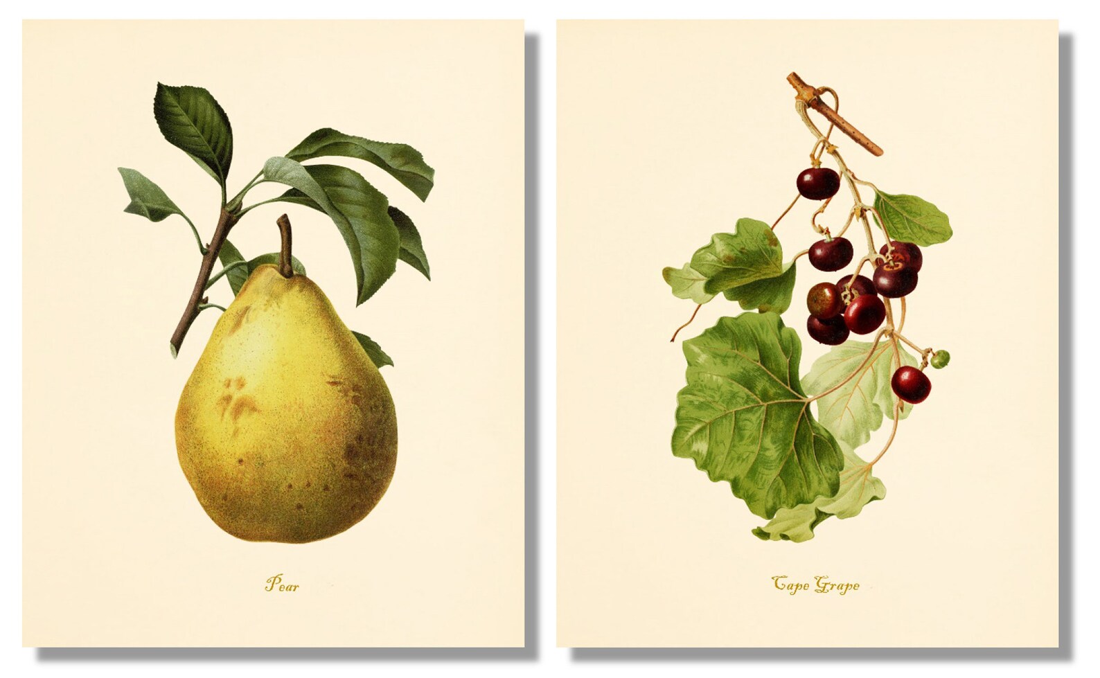 Vintage Fruit Art Prints set of 6 Kitchen Wall Decor Etsy