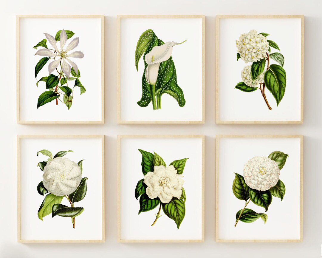 White Flower Art Prints - Botanical Wall Art - Set of 6 - Vintage Wall ...