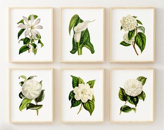 White Flower Art Prints - Botanical Wall Art - Set of 6 - Vintage Wall Decor - Vintage Botanical Prints - Unframed