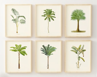 Palm Tree Wall Art - Botanical Prints - (Set of 6) - Vintage Decor - Tropical Trees Pictures - Unframed