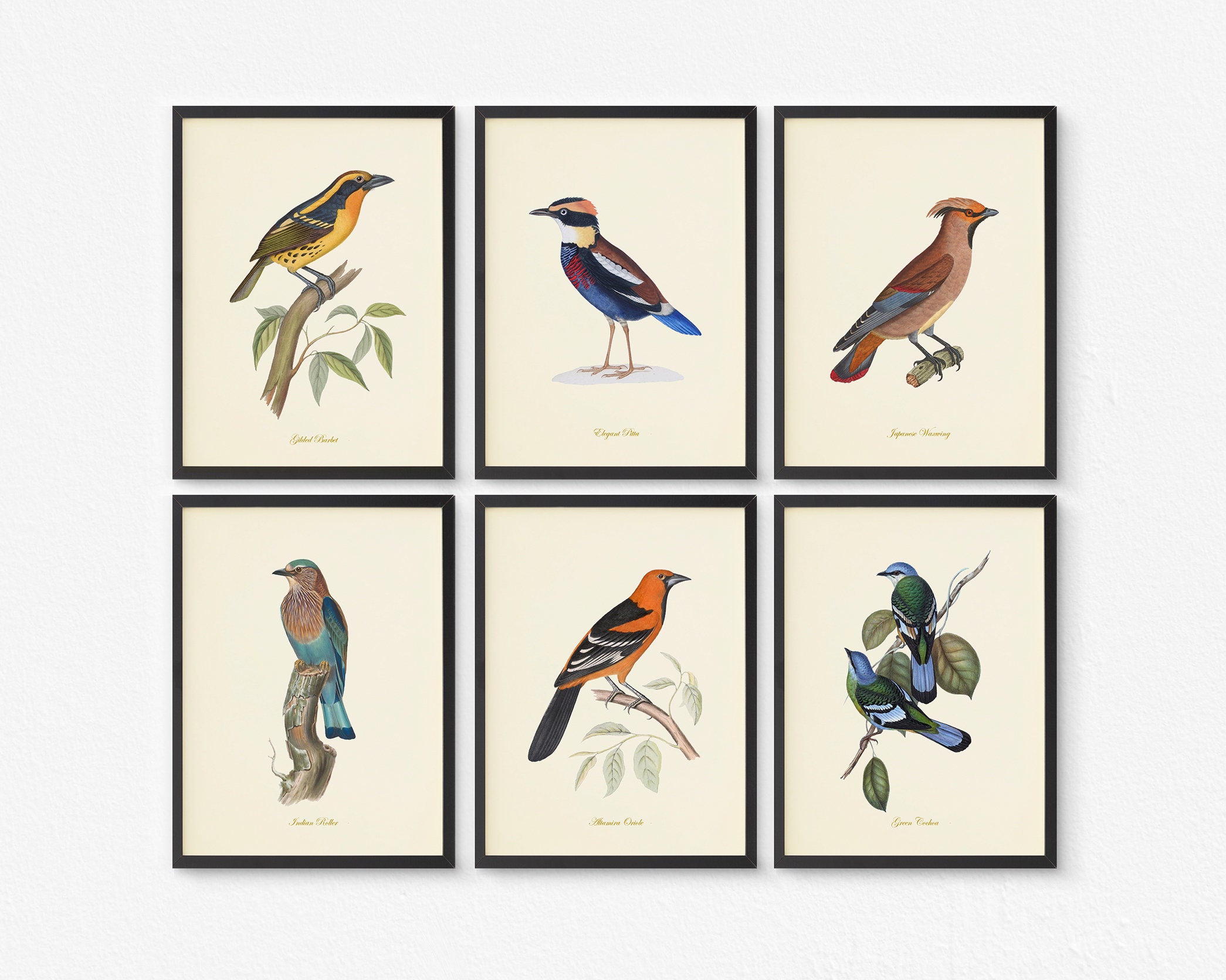 Bird Art Vintage Bird Art Prints Bird Wall Decor Birds Etsy