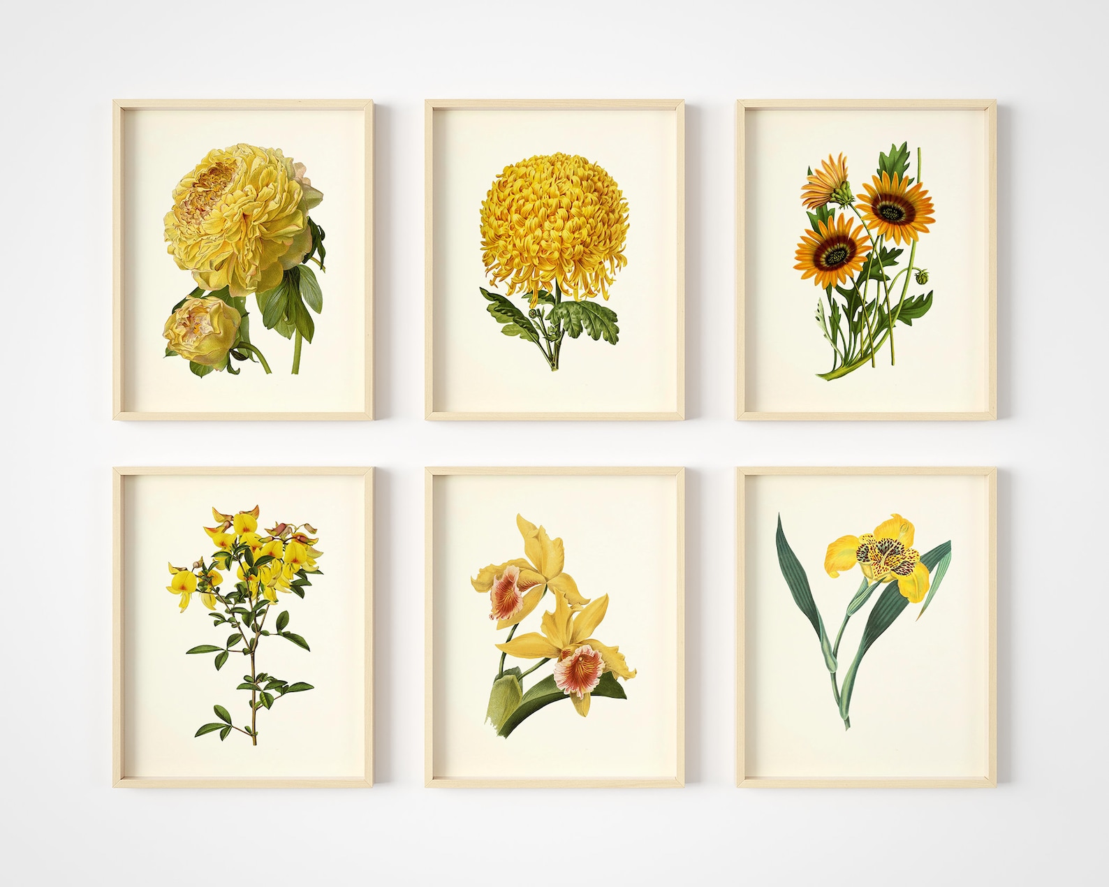 Yellow Flower Prints - Botanical Wall Art - Set of 6 - Flower Wall Art ...