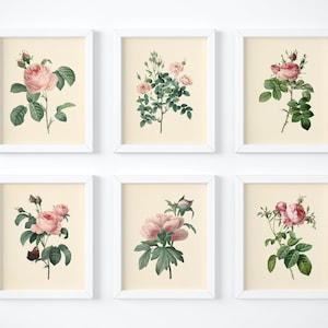 Vintage Pink Roses Wall Art Prints - Set of 6 - Botanical Prints ...