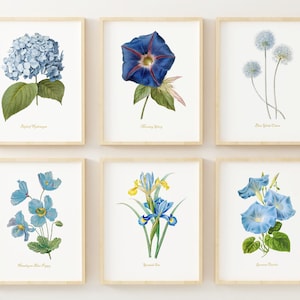 Blue Flower Wall Art - Set of 6 - Vintage Decor - Botanical Wall Art - Redoute Flowers - Cottagecore Art Prints - Floral Pictures - Unframed