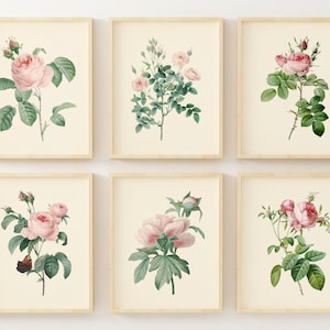 Láminas de rosas rosas vintage - Juego de 6 - Láminas botánicas - Decoración floral - Arte vintage - Imágenes de flores rosas - Sin marco