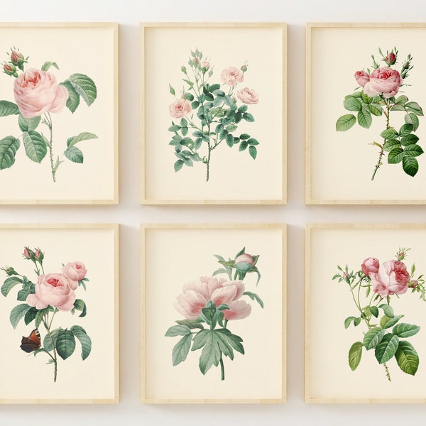 Vintage Pink Roses Wall Art Prints - Set of 6 - Botanical Prints - Floral Wall Art Decor - Vintage Art - Pink Flowers Pictures - Unframed