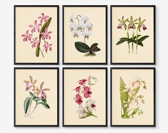 Vintage Orchid Wall Art Set of 6 – Botanical Flower Prints on Linen-Embossed Paper – Unframed Floral Home Decor for Living Room or Office