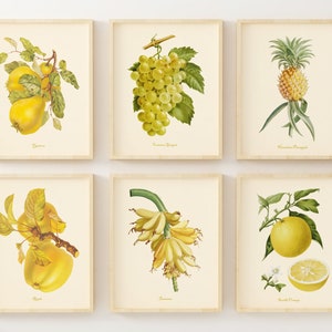 Vintage Fruit Art Prints - Botanical Prints - Set of 6 - Yellow Wall Decor - Kitchen Wall Art Pictures