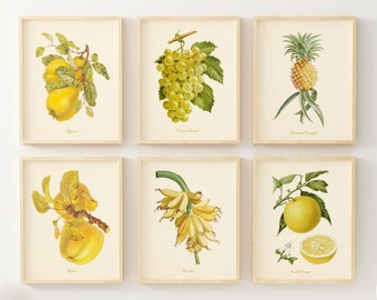 Vintage Fruit Art Prints - Botanical Prints - Set of 6 - Yellow Wall Decor - Kitchen Wall Art Pictures