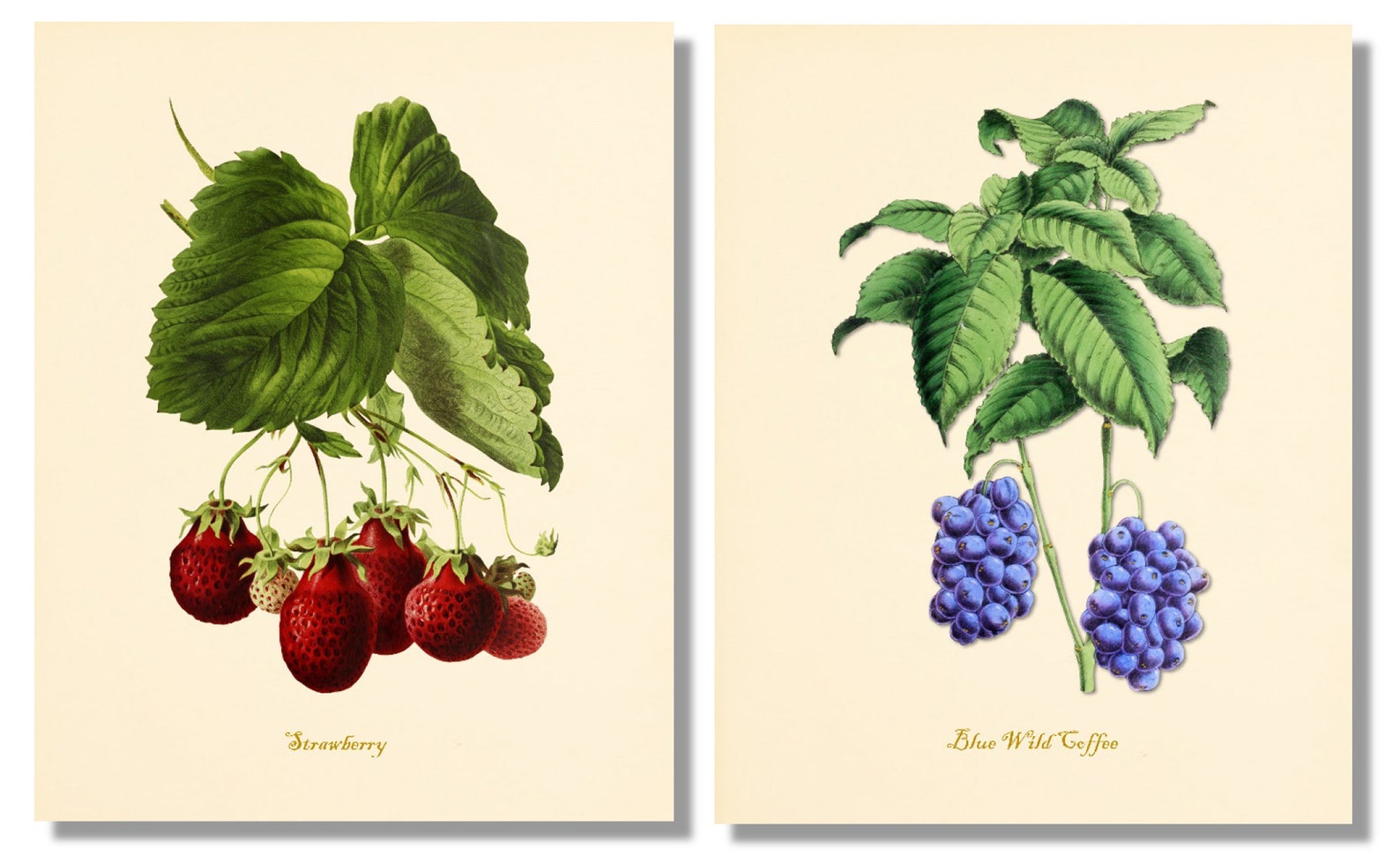 Vintage Fruit Art Prints set of 6 Kitchen Wall Decor Etsy