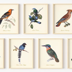 Bird Art - Vintage Bird Art Prints - Bird Wall Decor - Classic Audubon Illustrations - Small Bird Sketches - Set of 9 - Unframed