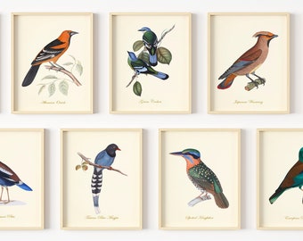 Bird Art - Vintage Bird Art Prints - Bird Wall Decor - Classic Audubon Illustrations - Small Bird Sketches - Set of 9 - Unframed
