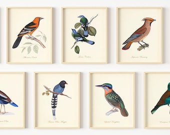 Bird Art - Vintage Bird Art Prints - Bird Wall Decor - Classic Audubon Illustrations - Small Bird Sketches - Set of 9 - Unframed