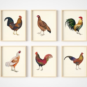 Vintage Rooster & Chicken Art Prints - Farm Animal Wall Decor - Farmhouse Pictures -  Set of 6 - Unframed